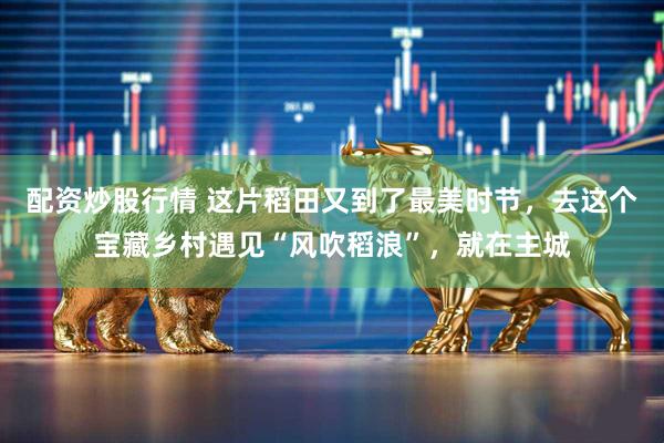 配资炒股行情 这片稻田又到了最美时节，去这个宝藏乡村遇见“风吹稻浪”，就在主城